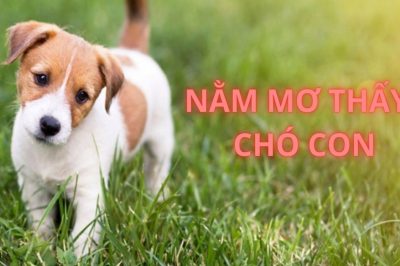 Chiêm bao thấy chó con đánh đề số mấy? Có may mắn không?