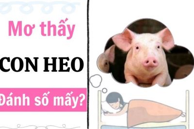 Nằm mơ thấy con heo đánh số mấy? Các số may mắn con heo