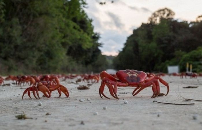 Nằm mơ thấy cua đang bò 