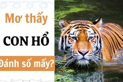 Chiêm bao thấy hổ đánh số mấy dễ trúng nhất?