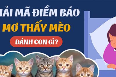 Nằm mơ thấy mèo có tốt hay không? Ý nghĩa là gì? Đánh số mấy