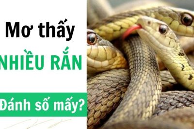 Nằm mơ thấy nhiều rắn đánh con gì may mắn dễ trúng?