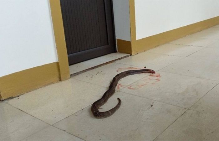 Nằm mơ thấy nhiều rắn vào nhà 