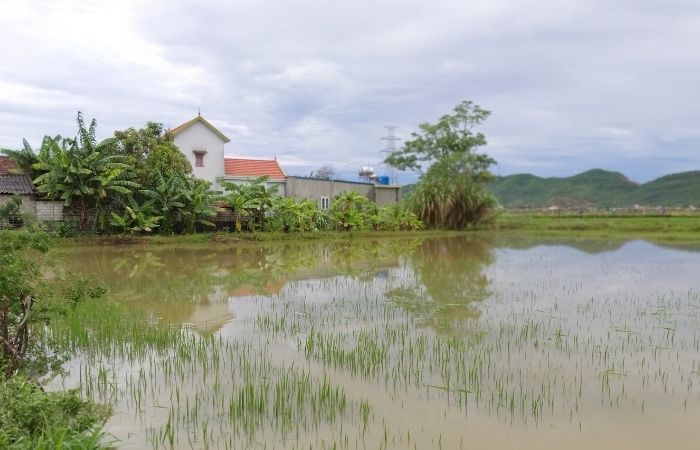 Nằm mơ thấy nước ngập mênh mông sân, vườn