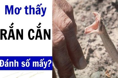 Nằm mơ thấy rắn cắn vào chân điềm báo gì? Đánh con gì dễ trúng