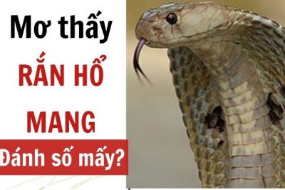 Mơ thấy rắn hổ mang đánh con gì? Điềm lành hay dữ