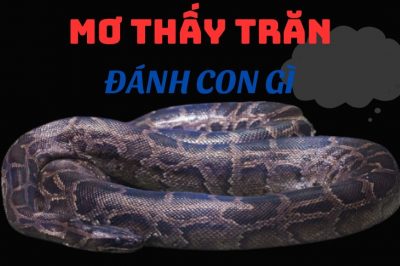 Nằm mơ thấy trăn đánh con gì? Giải mã giấc mơ thấy trăn